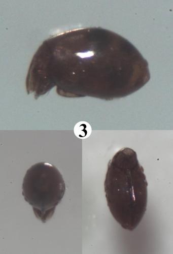 Réf. 211 373 : Mesotritia nuda